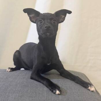 Kit Walker -  Terrier and Mixed Breed Dog for Adoption in Las Vegas, Nevada - Kit Walker | PetCurious