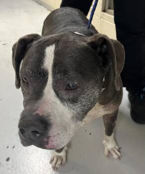 Estee -  Pit Bull Terrier Dog for Adoption in Vancouver, Washington - Estee | PetCurious