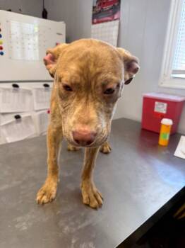 Staffordshire Bull Terrier and Catahoula Leopard Dog Dogs Available for Adoption in Fayetteville, Tennessee - Colby Jack | PetCurious