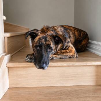DIESEL -  Shepherd Dog for Adoption in Vaughan, Ontario - DIESEL | PetCurious