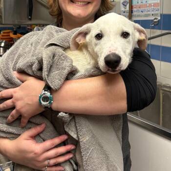 Joey -  Mixed Breed Dog for Adoption in Spokane, Washington - Joey | PetCurious