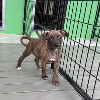 Wellen -  Pit Bull Terrier and Retriever Dog for Adoption in Bradenton, Florida - Wellen | PetCurious