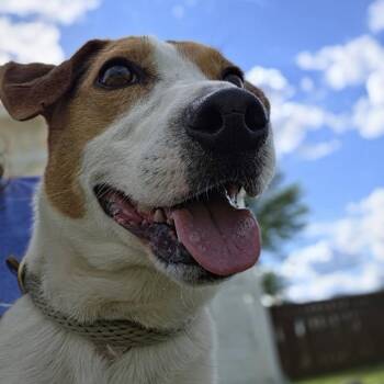 Bolt -  Beagle and Jack Russell Terrier Dog for Adoption in Quakertown, Pennsylvania - Bolt | PetCurious