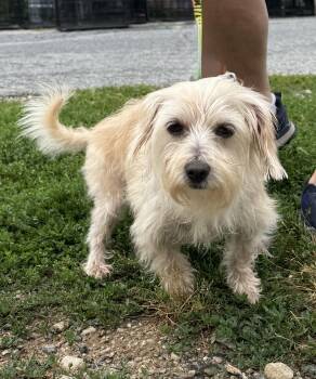 J.J. -  Maltese Dog for Adoption in Ellicott City, Maryland - J.J. | PetCurious
