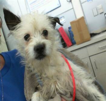 Mixed Breed Dogs Available for Adoption - KIKA | PetCurious