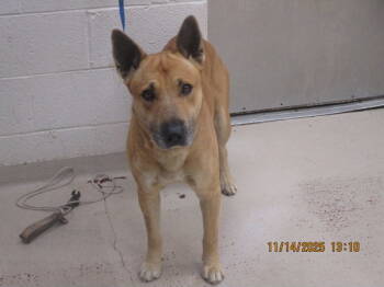 Rescue Shepherd and Bull Terrier Dogs for Adoption in Marietta, Georgia - Anubis(84) | PetCurious