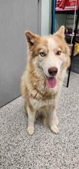 Phoenix -  Terrier and Husky Dog for Adoption in Athens, Tennessee - Phoenix | PetCurious