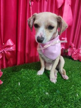 Angie **Foster / Foster-to-Adopt Needed** -  Chihuahua Dog for Adoption in New York, New York - Angie **Foster / Foster-to-Adopt Needed** | PetCurious