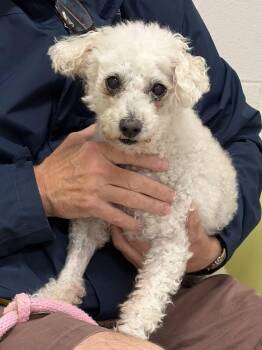 Tito -  Mixed Breed Dog Available for Adoption in Alexandria, Virginia - Tito | PetCurious