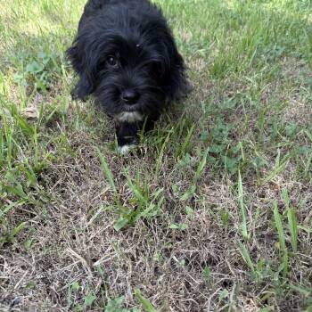 Abe -  Shih Tzu Dog for Adoption in Louise, Texas - Abe | PetCurious