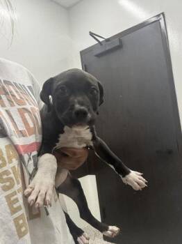 Dinkle Berry -  Pit Bull Terrier and Mixed Breed Dog for Adoption in Atlanta, Georgia - Dinkle Berry | PetCurious