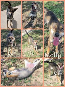 Molly -  Shepherd Dog for Adoption in Universal City, Texas - Molly | PetCurious