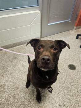 HARVEY -  Labrador Retriever and Mixed Breed Dog for Adoption in Colorado Springs, Colorado - HARVEY | PetCurious
