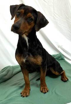 Zarina -  Dachshund Dog for Adoption in Newport, Kentucky - Zarina | PetCurious