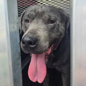 Yodel 26-207 -  Mastiff Dog for Adoption in Tawas City, Michigan - Yodel 26-207 | PetCurious