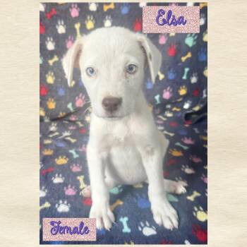 Elsa -  Terrier Dog for Adoption in Manchester, Connecticut - Elsa | PetCurious