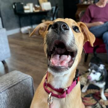 German Shepherd Dog Dogs Available for Adoption in Liverpool, Texas - Sierra Mist | PetCurious