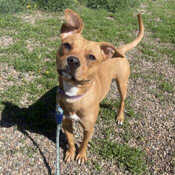 Mixed Breed Dogs Available for Adoption in West Des Moines, Iowa - Willow | PetCurious