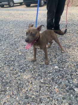 DYNO -  Pit Bull Terrier and Shepherd Dog for Adoption in Opelousas, Louisiana - DYNO | PetCurious