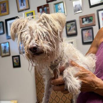 Jewel -  Poodle and Mixed Breed Dog for Adoption in Yuma, Arizona - Jewel | PetCurious