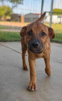 Judith -  Shepherd and Mixed Breed Dog for Adoption in West Memphis, Arkansas - Judith | PetCurious