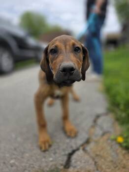 Labrador Retriever and Great Dane Dogs Available for Adoption in New London, Wisconsin - Blaze | PetCurious