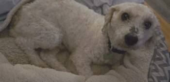 Poodle Dogs Available for Adoption in Calgary, Alberta - Reuben | PetCurious