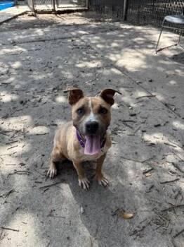 95444a Ha-yung -  American Staffordshire Terrier and Mixed Breed Dog for Adoption in North Charleston, South Carolina - 95444a Ha-yung | PetCurious