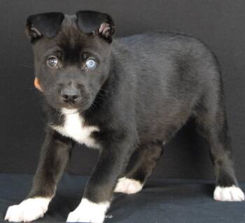 Siberian Husky Dogs Available for Adoption - Ragnar | PetCurious