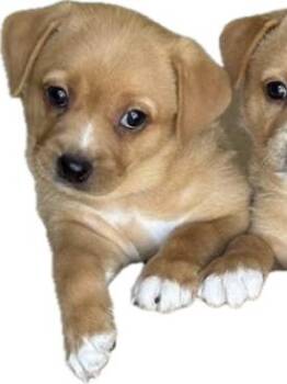 Corgi and Chiweenie Dogs Available for Adoption in Trenton, New Jersey - Linda | PetCurious