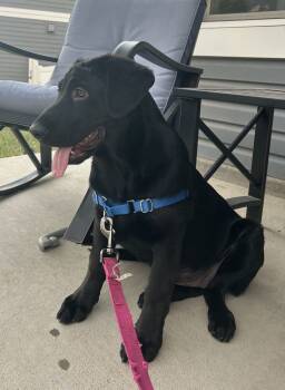 Rescue Retriever and Labrador Retriever Dogs for Adoption in Broomfield, Colorado - LAUREN | PetCurious
