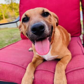 Australian Cattle Dog Blue Heeler and Black Mouth Cur Dogs Available for Adoption in Atlanta, Texas - Jessie $100 | PetCurious