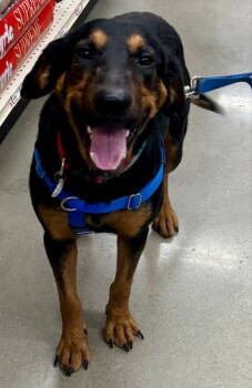 Rescue Hound Dogs for Adoption in Fairfax, Virginia - Bones *Adopt Or Foster* | PetCurious