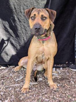 Doralee -  Mixed Breed Dog for Adoption in Huntsville, Alabama - Doralee | PetCurious
