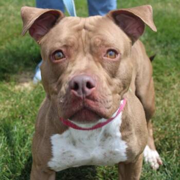 Queen -  Pit Bull Terrier Dog for Adoption in Champaign, Illinois - Queen | PetCurious