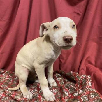 CIDER -  Pit Bull Terrier and Mixed Breed Dog for Adoption in Modesto, California - CIDER | PetCurious