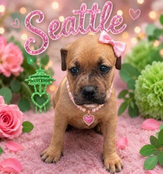 Seattle -  Pit Bull Terrier Dog for Adoption in Mansfield, Texas - Seattle | PetCurious
