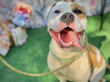 Pit Bull Terrier Dogs Available for Adoption in Charlotte, North Carolina - CYPRESS | PetCurious