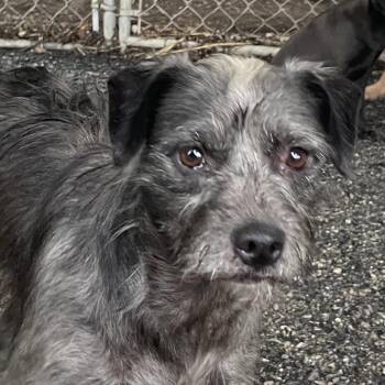 Terrier Dogs Available for Adoption in Green Forest, Arkansas - Missy | PetCurious