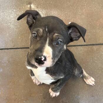 Cassiopeia -  Terrier Dog for Adoption in Palm Springs, California - Cassiopeia | PetCurious