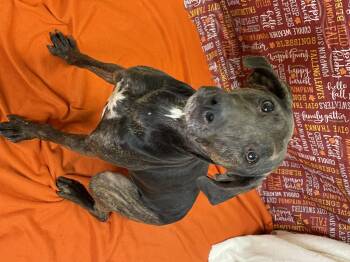 Rescue Mountain Cur Dogs for Adoption in Lacon, Illinois - Lucy Belle | PetCurious