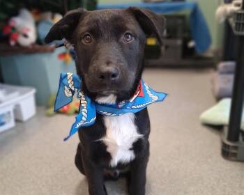 SHADOW -  Labrador Retriever and Mixed Breed Dog for Adoption in Tustin, California - SHADOW | PetCurious