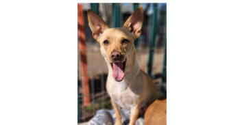 Rescue Chihuahua Dogs for Adoption in Santa Rosa, California - Fawn | PetCurious