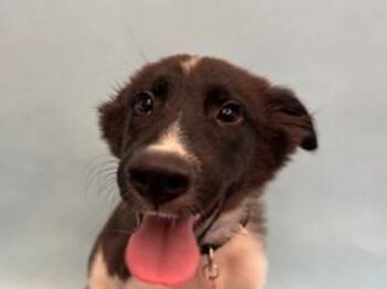 Tracker -  Border Collie and Mixed Breed Dog for Adoption in Woodbury, Minnesota - Tracker | PetCurious