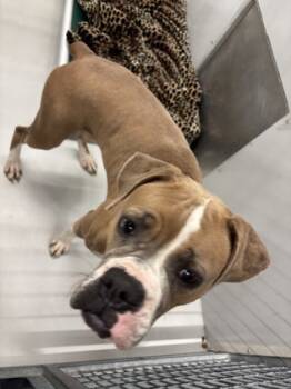 Rescue Boxer and Mixed Breed Dogs for Adoption in Bellevue, Washington - Ava | PetCurious