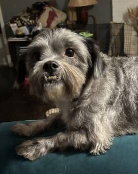 Rescue Shih Tzu Dogs for Adoption in Shelby, North Carolina - Master Fuzzy | PetCurious