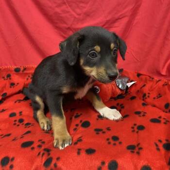 A614693 -  Australian Cattle Dog Blue Heeler and Mixed Breed Dog for Adoption in Modesto, California - A614693 | PetCurious