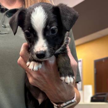 Ezra -  Jack Russell Terrier and Australian Shepherd Dog for Adoption in Bend, Oregon - Ezra | PetCurious