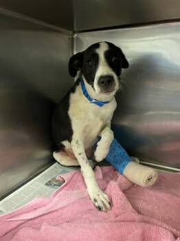 Rescue Border Collie and Mixed Breed Dogs for Adoption in Riverside, California - BABY BOY | PetCurious