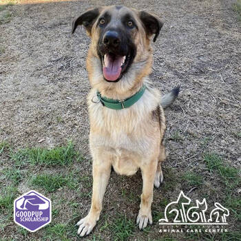 Rescue German Shepherd Dog Dogs for Adoption in Irvine, California - BISCUIT | PetCurious